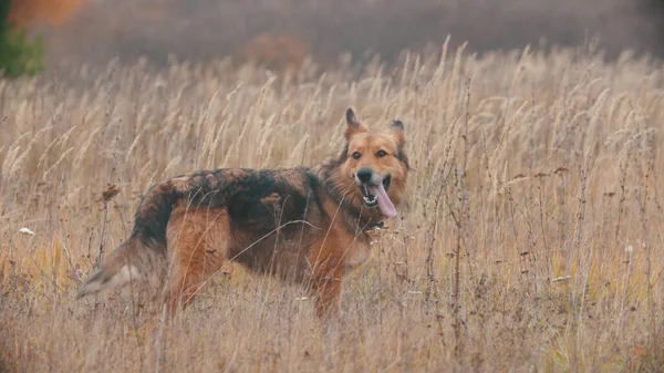 Um cão fofo em pé no campo de centeio de outono — Fotografia de Stock