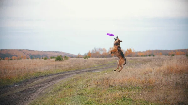 Un chien saute et essaie d'attraper le disque de frisbee — Photo