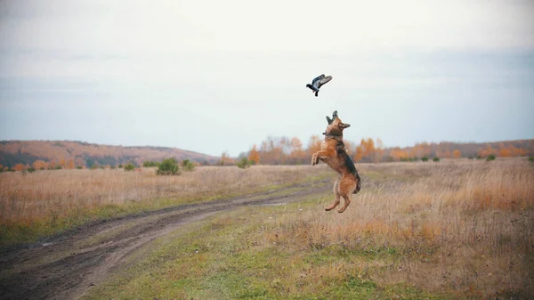 Un chien saute et tente d'attraper un pigeon — Photo