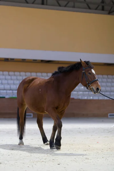 Imagem de um cavalo castanho com crina preta e rédeas — Fotografia de Stock