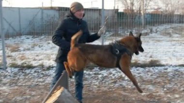 Çubuktan sonra bariyerin üzerinden atlayan bir köpek.