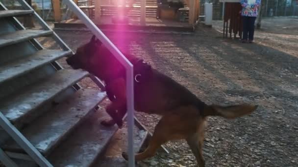 Een Duitse herdershond rent op de trap op de speelplaats — Stockvideo