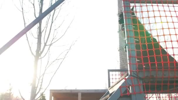 Un berger allemand debout sur le haut des escaliers — Video