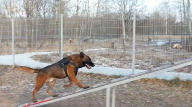 Bir Alman çoban köpeği kürsüye çıkıp iniyor.