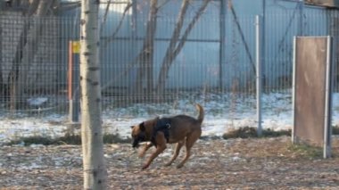 Bir Alman çoban köpeği dişlerinde bir sopayla parkta koşuyor.