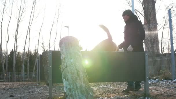 Spor sahasındaki sopadan sonra bariyerin üzerinden atlayan bir köpek. — Stok video