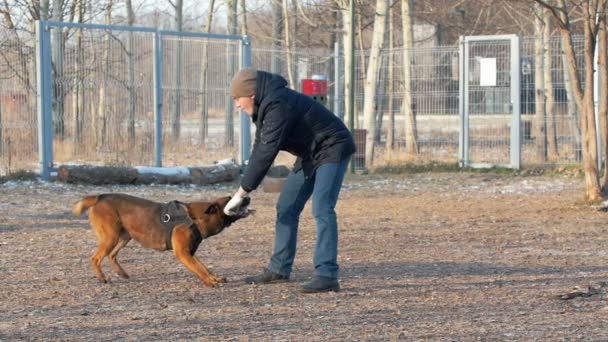 一只经过训练的德国牧羊犬用驯兽师的手咬棍子 — 图库视频影像