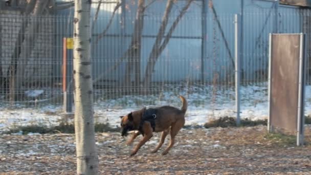 En tysk herdehund springer på lekplatsen med en pinne i tänderna. — Stockvideo