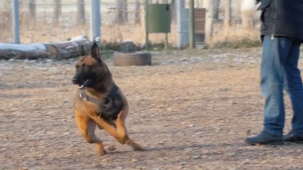 Un hombre entrenando a su perro pastor alemán en el patio de recreo lanzando el palo — Vídeos de Stock