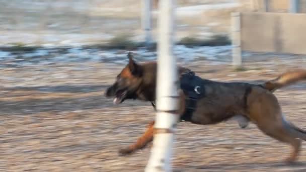 Alman çoban köpeğiyle oynayan bir adam sopayı fırlatıyor. — Stok video