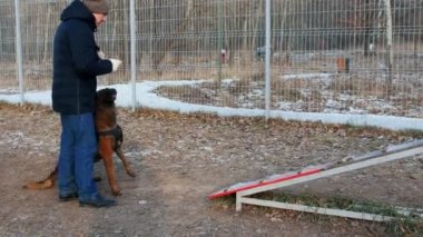 Bir Alman çoban köpeği kürsüye koşuyor ve atlıyor.