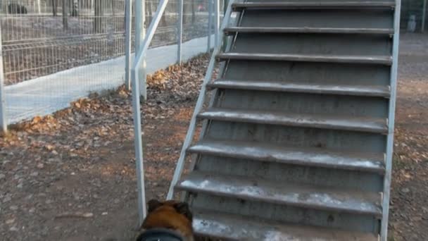 Un chien de berger allemand marchant sur le stand — Video