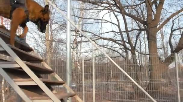 En tysk herdehund går ner från läktaren. — Stockvideo