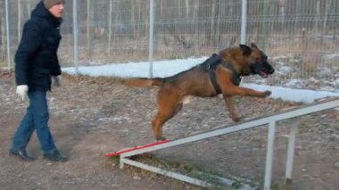 Köpeğini parkta eğiten bir adam var. Köpek kürsüde koşup duruyor.
