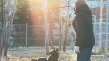 Eğitimli bir Alman çoban köpeği zıplar ve eğitmenin elinden sopayı ısırır.