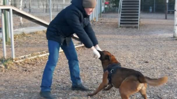 Eğitimli bir Alman çoban köpeği değneği dişleriyle eğitmenin ellerinde tutuyor. — Stok video