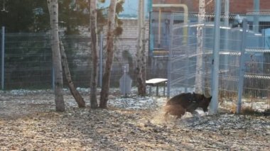 Eğitimli köpeğiyle dışarıda oynayan bir adam.