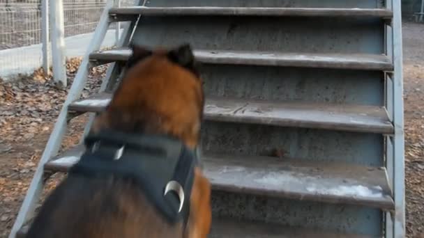 Un perro pastor alemán corriendo en el stand al aire libre — Vídeo de stock