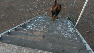 Bir Alman çoban köpeği tezgahta koşturup duruyor.