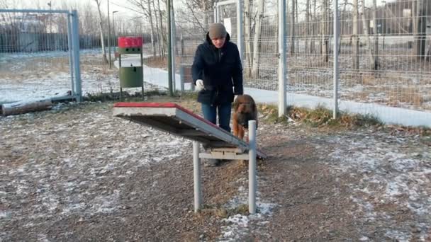 Owczarek niemiecki biegający na huśtawce — Wideo stockowe