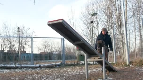 Een Duitse herdershond die op de dubbele schommel staat — Stockvideo