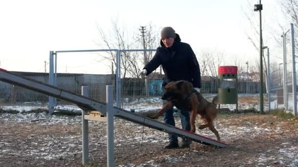 En tysk herdehund som går genom dubbelsvingen - träning utomhus — Stockvideo