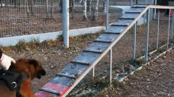 Egy német juhászkutya rohangál fel-alá a lelátón - szabadtéri edzés — Stock videók