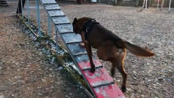 Un chien de berger allemand dressé qui monte et descend le stand - entraînement en plein air — Video