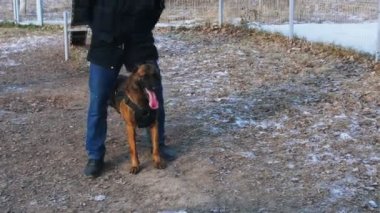 Bir Alman çoban köpeği spor salonunun yanında koşuyor. Açık hava eğitiminde.