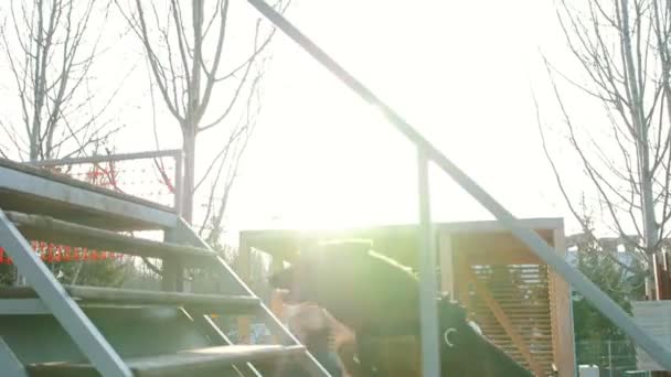 Ένας εκπαιδευμένος γερμανικός ποιμενικός σκύλος τρέχει πάνω-κάτω στο εδώλιο - υπαίθρια εκπαίδευση από τον οδηγό εκπαιδευτών — Αρχείο Βίντεο