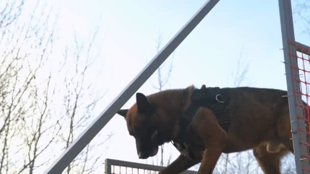 Un perro pastor alemán atrapa el palo de pie en el estrado — Vídeos de Stock