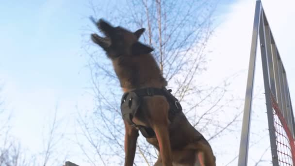Ένα Γερμανικό τσοπανόσκυλο πιάνει το ραβδί στο εδώλιο έξω. — Αρχείο Βίντεο
