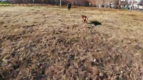 훈련받은 개가 트레이너에게 달려가서 팔을 물고 있는 모습 — 비디오