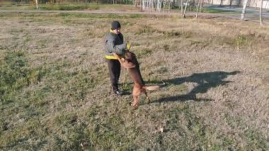 Eğitimli bir köpek antrenör koluna saldırıyor.
