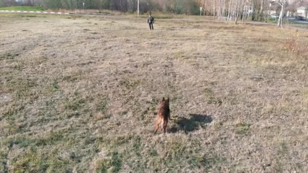 Eğitimli bir köpek antrenöre doğru koşuyor ve koluna saldırıyor. — Stok video