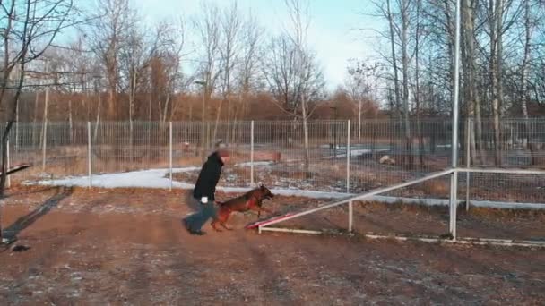 Een Duitse herdershond loopt naar de getuigenbank voor de training en rent naar beneden — Stockvideo