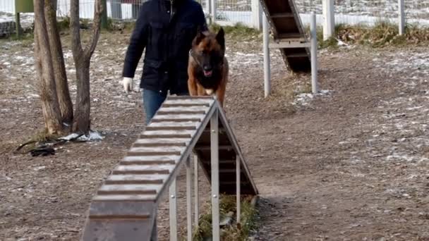 Terrain d'entraînement spécial pour les chiens - Un chien de berger allemand dressé qui monte et descend le stand — Video