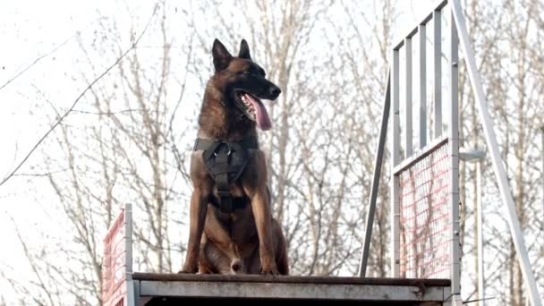 Een Duitse herdershond die op de trap op het trainingsveld staat — Stockvideo