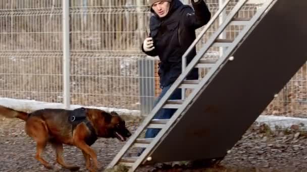 En tysk herdehund går upp på läktaren - träning utomhus — Stockvideo