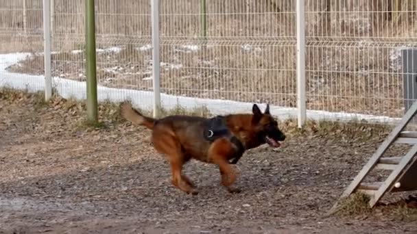 Bir Alman çoban köpeği kürsüye çıktı. Köpekler için açık havada antrenman yapıyordu. — Stok video