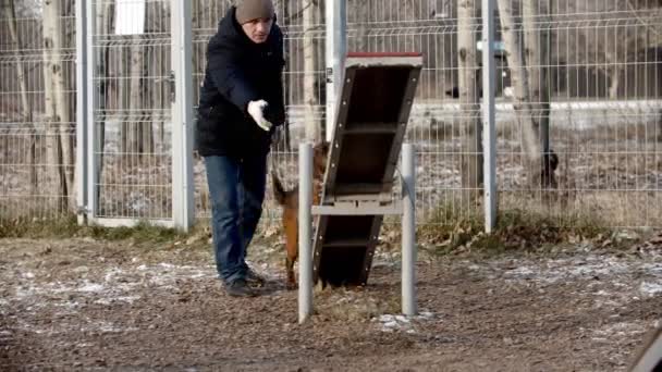 Dog training - A german shepherd dog running on the double swing — Stock Video