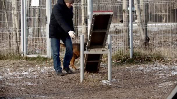 Hundetraining auf dem Übungsplatz - ein Schäferhund läuft auf der Doppelschaukel auf Kommando des Kutschers — Stockvideo