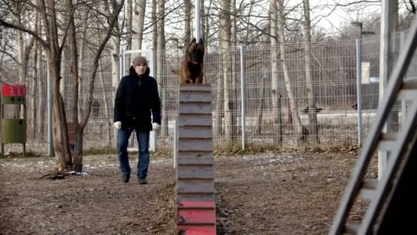 Εκπαίδευση σκύλων στο έδαφος εκπαίδευσης - Ένα γερμανικό τσοπανόσκυλο τρέχει πάνω κάτω στο εδώλιο — Αρχείο Βίντεο