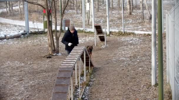Köpekler için özel eğitim alanı eğitimli bir Alman çoban köpeği koşarak kürsüden atlıyor. — Stok video