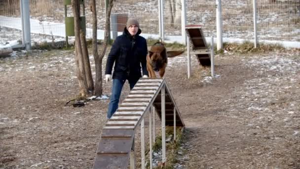Ειδικό έδαφος εκπαίδευσης για τα σκυλιά σε εξωτερικούς χώρους - Ένα εκπαιδευμένο γερμανικό τσοπανόσκυλο τρέχει πάνω-κάτω στο περίπτερο — Αρχείο Βίντεο