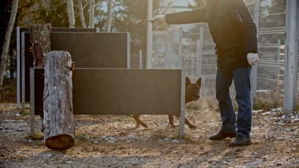 Alman çoban köpeğini antrenman sahasında eğiten bir adam. Çubuktan sonra bariyerlerden atlayan bir köpek. — Stok video