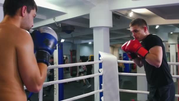 Entrenamiento de caja: dos hombres sudorosos peleando en el ring de boxeo — Vídeo de stock