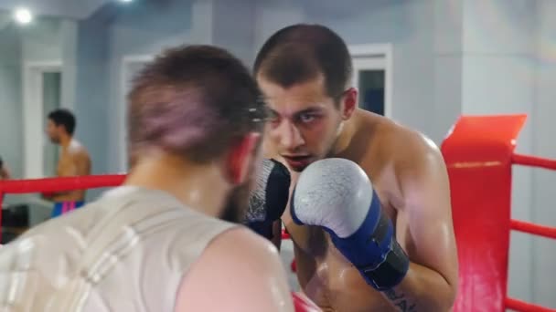 Бокс тренировки в тренажерном зале - двое мужчин, имеющих тренировочную борьбу на ринге — стоковое видео