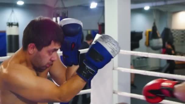 Boxe in palestra - due uomini in guanti rossi e blu che fanno una lotta di allenamento sul ring — Video Stock