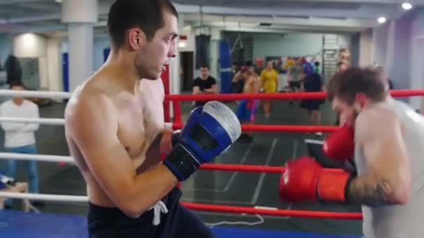 Entrenamiento de boxeo en interiores: dos hombres atléticos que tienen una pelea de entrenamiento en el ring — Vídeos de Stock